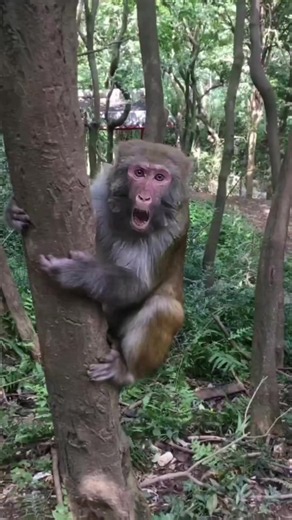 #monkey #lovemonkey #funny #animals #thegioidongvat | monkey videos