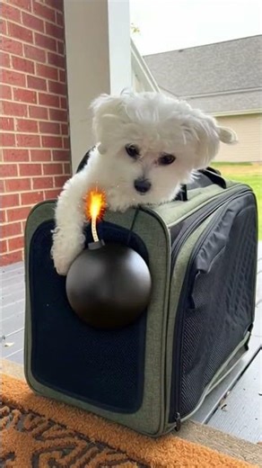 #shorts #dog #explosion #vfx #prank #bomb #funny