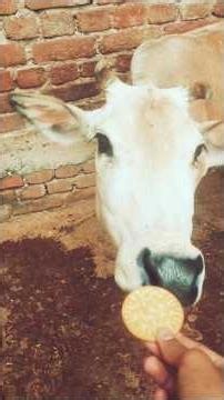 payari gaiya ko khilaya biscuit 🍪#merigaiyaaatihai #viral #shorts #shortvideo #gaiya #gauseva #cow