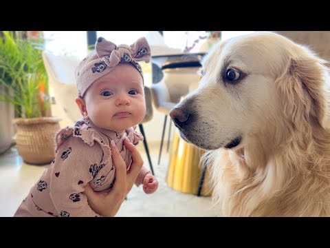 This Golden Retriever’s Love for a Newborn Will Melt Your Heart