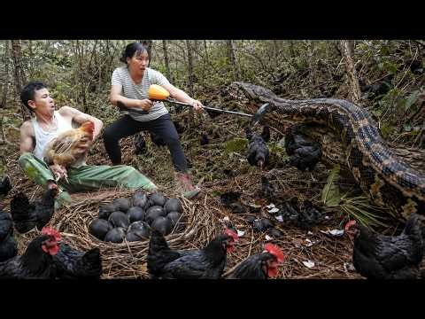 72 Hours Hunting Mutant Pythons in the Forest – Harvesting Thousands of Newly Hatched Chicks!