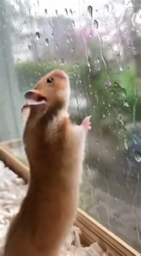 Hamster can't believe what the storm brings! 😱