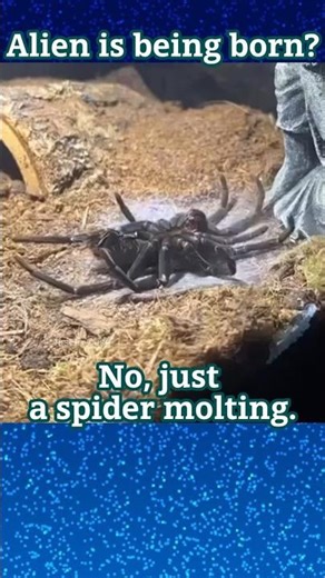 Alien is being born? #AlienIsBeingBorn #SpiderMolting #weirdnature #shorts #spider #facts