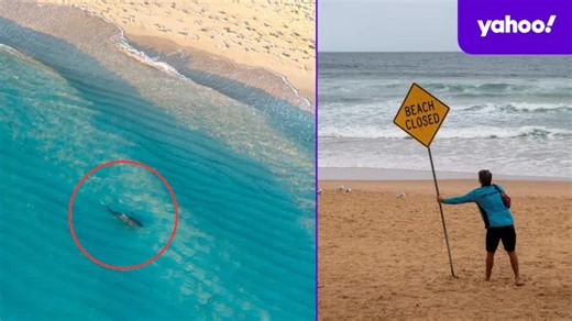 What's causing the surge in shark bites in Aussie waters?