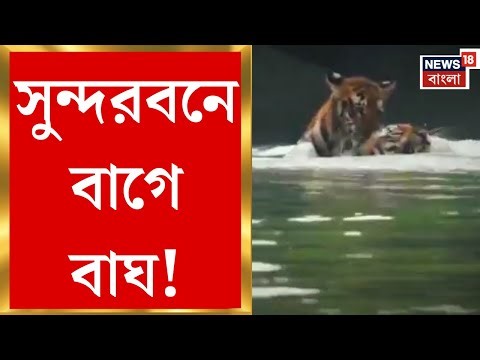 Sundarbans Tiger News | লোকালয় রক্ষায় বনদফতরের নতুন কৌশল, সুন্দরবনে হাতেনাতে ফল | Bangla News