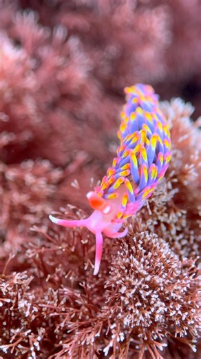 Rainbow slug