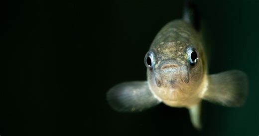 As federal scientists faced turmoil, the Devils Hole pupfish reached a crisis point