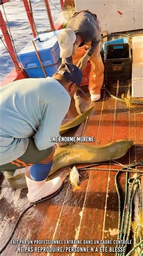 😳 Une murène est monté sur le bateau…