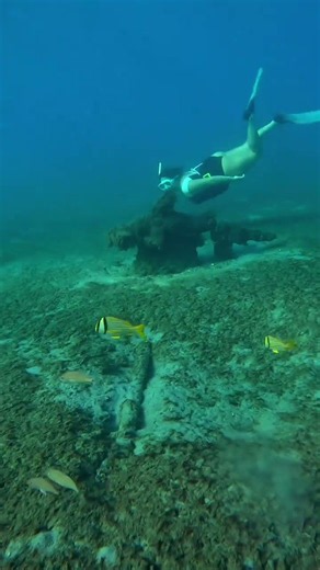 Best Snorkeling Spot in Florida🤿🌴