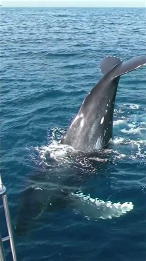 Incredible Humpback Whale Breaching Right Next to the Boat! 🐋🌊