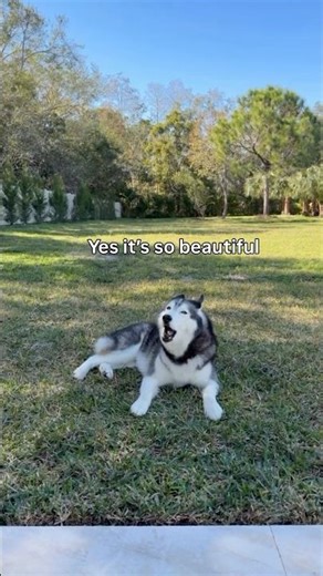My Husky Loves Her New Backyard 😍