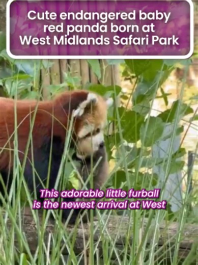 ❤️ With a wild population of less than 10,000 individuals, every red panda birth is special and aids conservation efforts for this endangered species #westmidlands #birmingham #redpanda