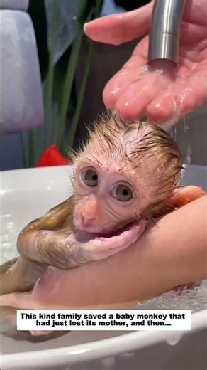 This kind family saved a baby monkey that had just lost its mother, and then...