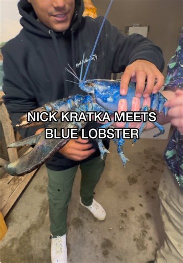 Thank you Ben for showing us these RARE Lobsters 🤩 Check out the Oceanarium in Bar Harbor, Maine if you’re down there! #lobster #bluelobster #seafood