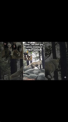 Vigilance in Cancer Treatment and Wolf Pack Update