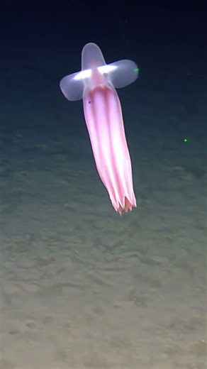 Dumbo octopus in the deep sea #NautilusLive #ocean #octopus #deepsea