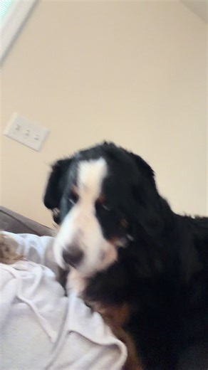 Truly not sure what I would do without Gus. He’s the most lovable guy out there. He’s missing his Walty so much but still makes time to comfort (squish) me when I need it 🤍