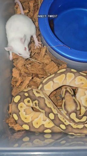 Python Eating White Rat #python #mouse #insect #feeding #snake #rat #wildlife #insects | Insect Forest