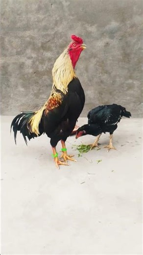 Java Javi #aseelmurga #aseelmurghi #rooster #chicken #mianwaliaseels #fighterrooster #viralshort