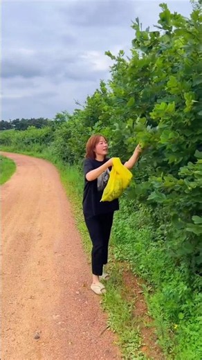Amazing Hazelnut garden & Harvesting green hazelnut by Rural Farmer #farming #hazelnut