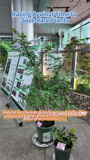 Racing Against Time: How Scientists Are Saving Rare & Endangered Plants