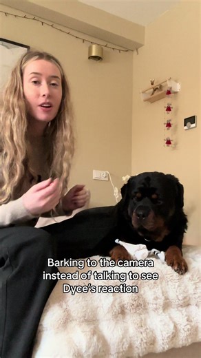 Hilarious Rottweiler Barking Reactions