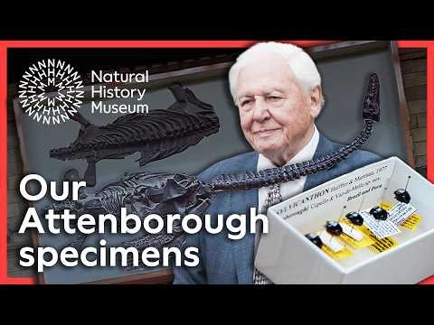 Our David Attenborough specimens: Nature, knowledge and a lasting legacy