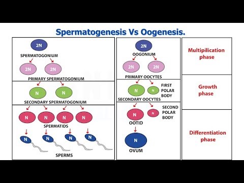 Difference and Similarities between oogenesis and Spermatogenesis