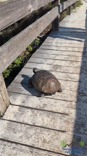 Gopher Tortoise on the Boardwalk