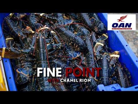 Lobsters Feel Pain?! Scientists Spark Debate — And Jordan Peterson Gets Dragged In