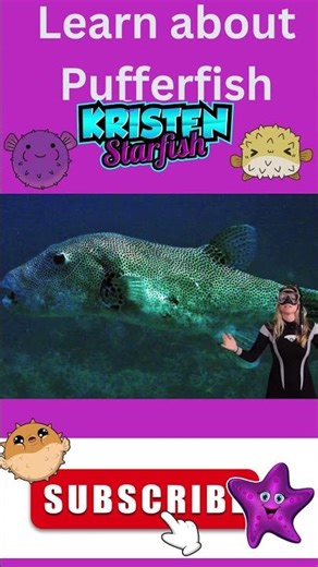 What fish blow up? learn more on #kristenstarfish