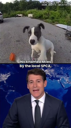 Routine check at Ohio rest area turns into puppy rescue #shorts