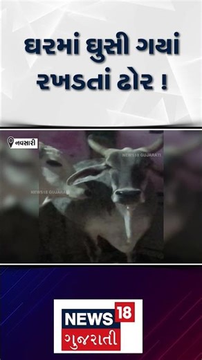 Navsari Stray Cattle | ઘરમાં ઘુસી ગયાં રખડતાં ઢોર ! | Gujarat | Gujarati News | Home | N18S