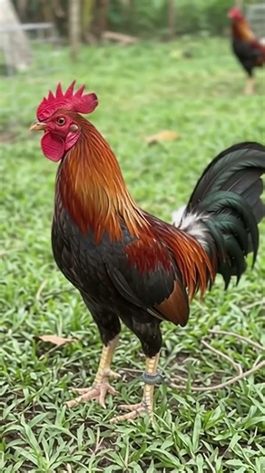 🐓 Inside A Filipino Gamecock Farm