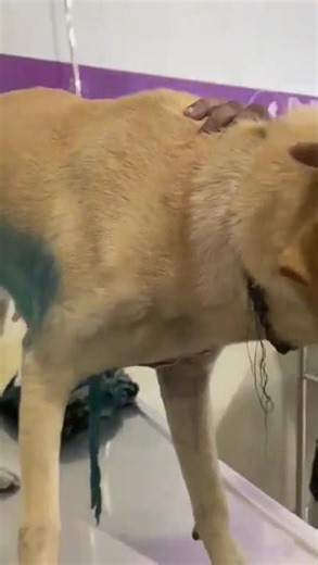 Labrador’s Chest Sliced Open By Deep, Flesh-Exposing Wound—We’re Fighting To Save Him [STORY BELOW]