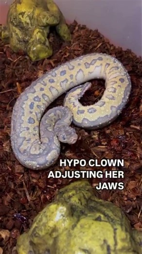Hypo Clown Ball Python Stretches Her Jaws😍🐍