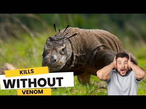 How Komodo Dragon Kills Without Venom | Nature Documentary