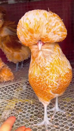 A polish chicken with its thick feathered head crest https://t.co/sV5nkcjm8p
