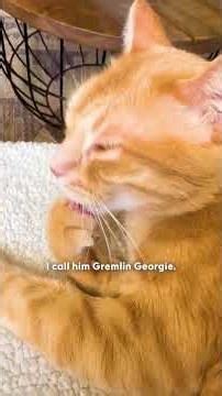 Cat Brings Emotional Support Blankies Everywhere He Goes | The Dodo