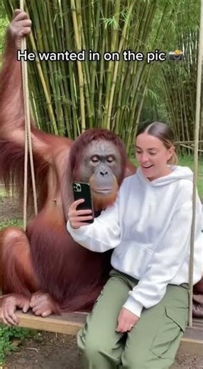 Zoo Primate Compilation: Authentic Social Media Moments
