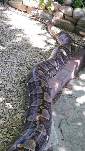 Retic In Exploration #reticulatedpython #reptiles #snake #python #notai