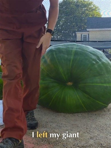 Did my giant fruit survive 4 days alone? #giantpumpkin #watermelon #garden #plants #tiktokgrowthchallenge