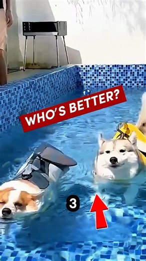 Corgi vs Husky: Who’s Better at Swimming?