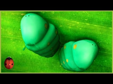 Caterpillars in Pairs | Minuscule 🍃 45' Compilation