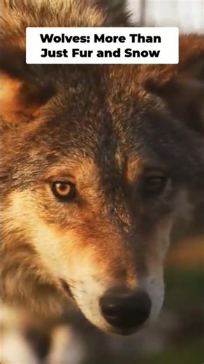 The Alpha Wolf Is a Total Myth! 🐺🚫