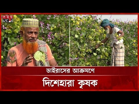 শিম আবাদ করে বড় ক্ষতির মুখে বরগুনার ৩০০ কৃষক | Bean Cultivation | Green Beans | Agriculture