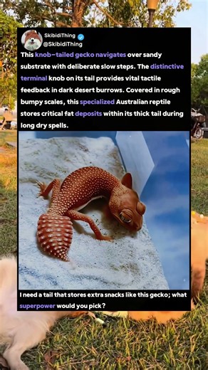 This Desert Gecko Has A Built-In Sensor Tail! 🦎 #Nature #Reptiles #Wildlife
