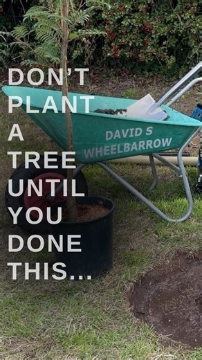 Do this before Planting a Tree? Gardening