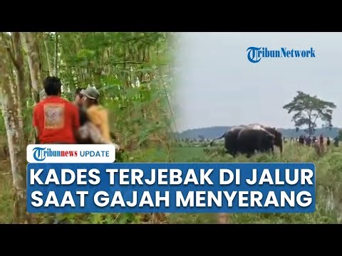 Kades Braja Asri Lamtim Tewas Diinjak Gajah, Terjebak di Jalur saat Halau Kawanan yang Masuk Lahan