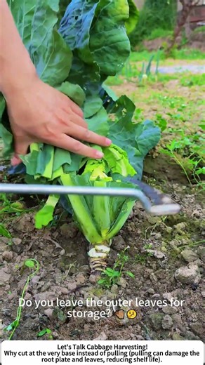 Harvesting Napa Cabbage with a Sickle – Fast Field Cutting 🥬🔪